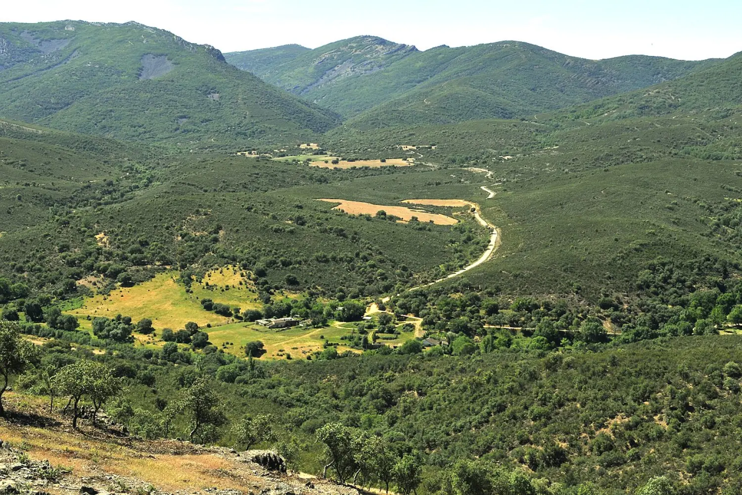 Montes de socios. ¿Una nueva desamortización?